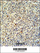 Anti-FLI1 Rabbit Polyclonal Antibody