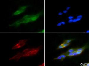 Anti-HMOX1 Rabbit Polyclonal Antibody