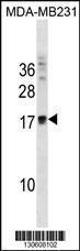 Anti-ANKRD37 Rabbit Polyclonal Antibody (AP (Alkaline Phosphatase))