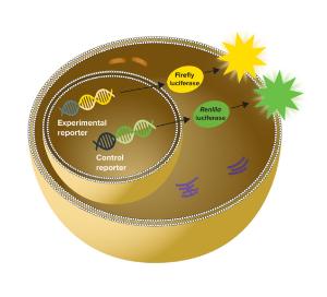 SpectraMax® DuoLuc™ reporter assay kit