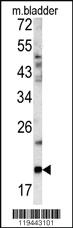 Anti-GCG Rabbit Polyclonal Antibody