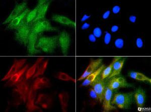 Anti-HMOX1 Rabbit Polyclonal Antibody