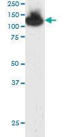 Anti-TRIM28 Goat Polyclonal Antibody