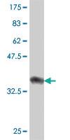 Anti-CHMP1B Mouse Polyclonal Antibody