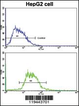 Anti-GCG Rabbit Polyclonal Antibody