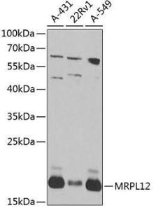 Western blot analysis of extracts of various cell lines, using Anti-MRPL12 Antibody (A10393) at 1:1000 dilution