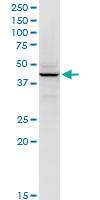 Anti-RFC5 Mouse Monoclonal Antibody [clone: 1B1]