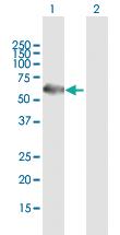 Anti-TERF1 Mouse Polyclonal Antibody