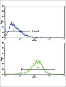 Anti-NAT2 Rabbit Polyclonal Antibody