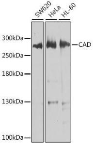 Western blot analysis of extracts of various cell lines, using Anti-CAD/BM1 Antibody (A10396) at 1:1,000 dilution The secondary antibody was Goat Anti-Rabbit IgG H&L Antibody (HRP) at 1:10,000 dilution Lysates/proteins were present at 25 µg per lane