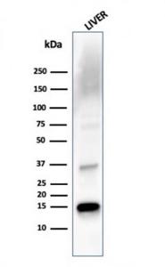 Western blot analysis of liver tissue lysate using Anti-Transthyretin Antibody [TTR/4293]