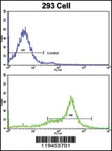 Anti-UXS1 Rabbit Polyclonal Antibody