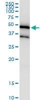 Anti-SHOX2 Rabbit Polyclonal Antibody