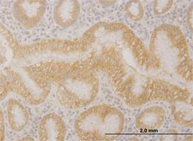 Anti-PCDHA10 Mouse Monoclonal Antibody [clone: 1F6]