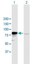 Anti-EWSR1 Mouse Polyclonal Antibody