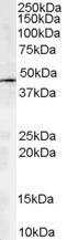 Antibody anti-ACTR1A 100 µg