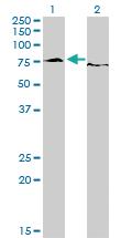 Anti-EWSR1 Mouse Monoclonal Antibody [clone: 5C10]