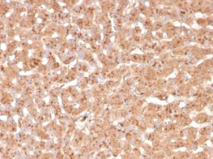 Immunohistochemical analysis of formalin-fixed, paraffin-embedded human liver using Anti-Transthyretin Antibody [TTR/4295]