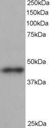 Anti-ACTR1B Antibody (A82466) staining (1 µg/ml) of human heart lysate (RIPA buffer, 35 µg total protein per lane) Primary incubated for 1 hour Detected by western blot using chemiluminescence