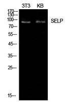 Anti-CD62P Rabbit Polyclonal Antibody