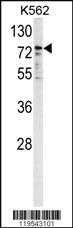 Anti-NSRP1 Rabbit Polyclonal Antibody