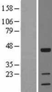 Anti-HIST3H3 Rabbit Polyclonal Antibody