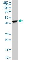 Anti-RPL4 Mouse Monoclonal Antibody [clone: 4A3]