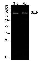 Anti-CD62P Rabbit Polyclonal Antibody