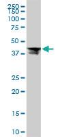 Anti-RPL4 Mouse Monoclonal Antibody [clone: 4A3]