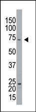 Anti-GPIP137 Rabbit Polyclonal Antibody (AP (Alkaline Phosphatase))