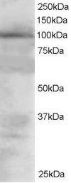 Anti-VAV2 Goat Polyclonal Antibody