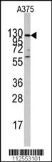 Anti-TOMM20L Rabbit Polyclonal Antibody