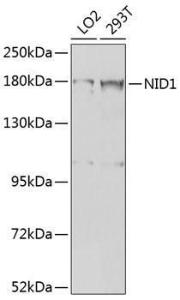 Western blot analysis of extracts of various cell lines, using Anti-Entactin / NID Antibody (A10398) at 1:1,000 dilution. The secondary antibody was Goat Anti-Rabbit IgG H&L Antibody (HRP) at 1:10,000 dilution.