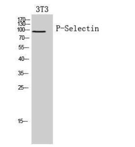 Anti-CD62P Rabbit Polyclonal Antibody