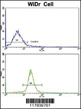 Anti-ARPC1A Rabbit Polyclonal Antibody