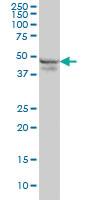 Anti-RPL4 Mouse Monoclonal Antibody [clone: 4A3]