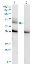 Anti-MAP3K7 Mouse Monoclonal Antibody [clone: 3C9]