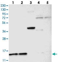 Anti-CDPF1 Rabbit Polyclonal Antibody