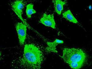 Primary RPE cells, fixed with 4% PFA, stained with Anti-ERp57 Antibody at a 1:100 dilution