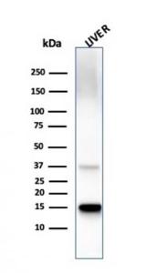 Western blot analysis of liver tissue lysate using Anti-Transthyretin Antibody [TTR/4295]