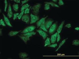 Anti-RPL4 Mouse Monoclonal Antibody [clone: 4A3]