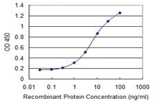 Anti-PCDHA7 Mouse Monoclonal Antibody [clone: 1C7]