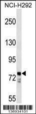 Anti-BBS7 Rabbit Polyclonal Antibody (FITC (Fluorescein Isothiocyanate))