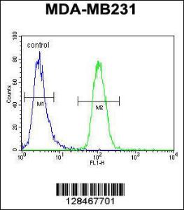 Anti-GNL3L Rabbit Polyclonal Antibody