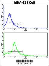 Anti-Nucleoporin, 62kD Rabbit Polyclonal Antibody