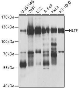 Western blot analysis of extracts of various cell lines, using Anti-HLTF Antibody (A10399) at 1:1,000 dilution. The secondary antibody was Goat Anti-Rabbit IgG H&L Antibody (HRP) at 1:10,000 dilution.