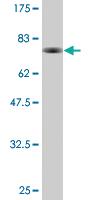 Anti-TASP1 Mouse Monoclonal Antibody [clone: 3E10]