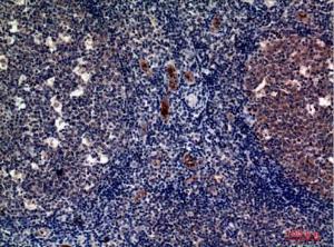 Anti-CD62P Rabbit Polyclonal Antibody