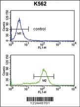 Anti-MCM4 Rabbit Polyclonal Antibody