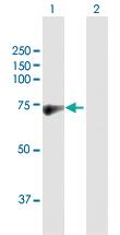 Anti-RFX5 Rabbit Polyclonal Antibody